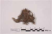 藏品(楊氏球粉衣)的圖片